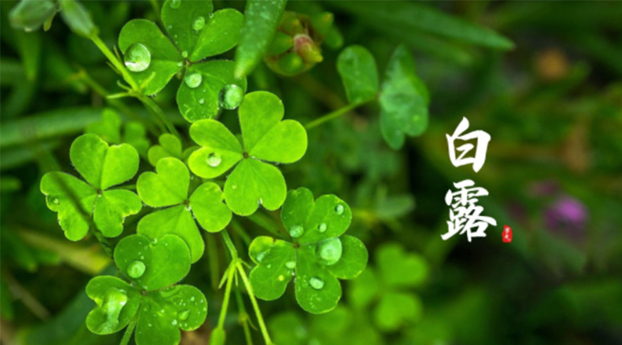 白露時節(jié)！ 金環(huán)電器提醒大家要注意這些事項